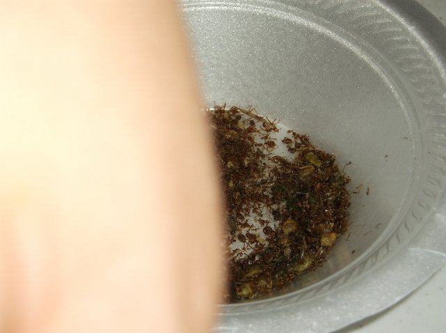 DSCF0911